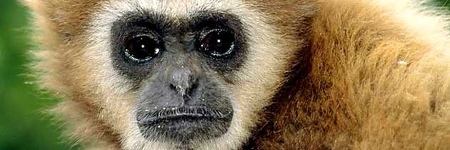 Der rasierte Gibbon